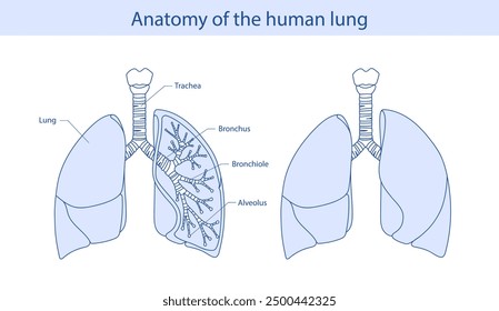 illustration of healthy hand drawn lungs