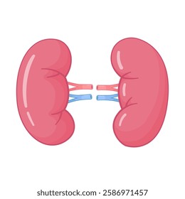 Illustration of Healthy Human Kidneys with Vessels on a White Background