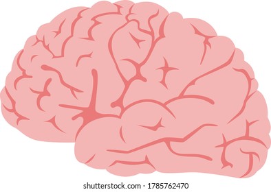 Illustration of a healthy pink sideways brain.