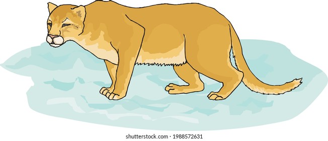 illustration of a healthy wild cat in white background