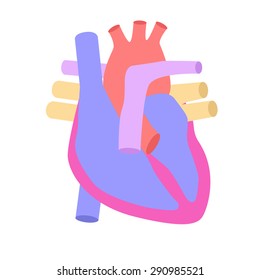 Illustration of heart