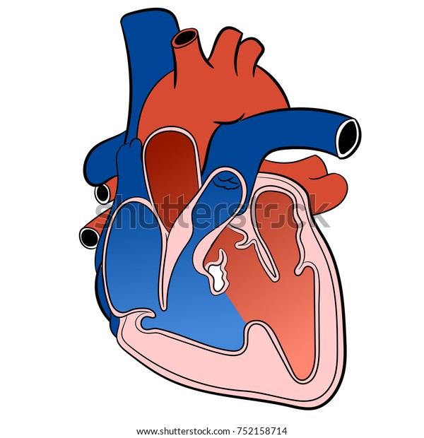 Illustration Heart Circulatory System Isolated On Stock Vector (Royalty ...