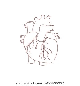 illustration of a heart in a linear style, hand drawn