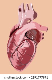 illustration of the heart, an organ that is very important in maintaining its health