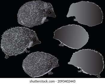 ilustración con erizos aislados en fondo negro