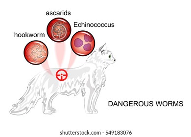 illustration of helminth infection in animals, dangerous to people
