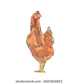illustration of a hen without background