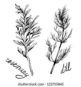 illustration of herbs