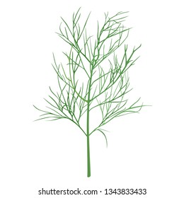 Illustration of herbs.Fresh Dill.