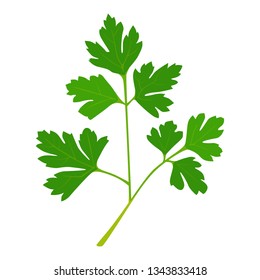 Illustration of herbs.Fresh Italian parsley.