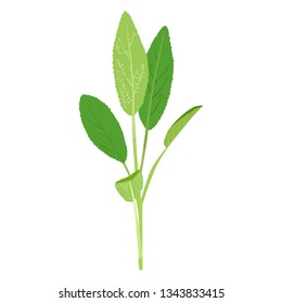 Illustration of herbs.Fresh Sage.