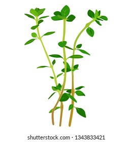 Illustration of herbs.Fresh thyme.