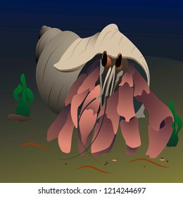 illustration hermit crab