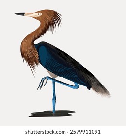 Illustration of a heron with brown and blue feathers, standing in water. The heron has a long neck and beak, showcasing its elegant posture and plumage. Vintage bird illustration vector.