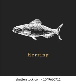 Illustration of herring on black baсkground. Fish sketch in vector. Drawn seafood in engraving style. Used for canning jar sticker, shop label etc.