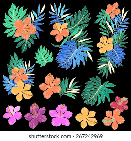illustration of Hibiscus