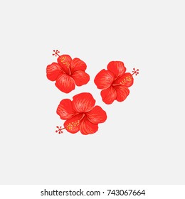 Illustration of a hibiscus or Chinese rose on a beautiful light background