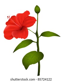 Illustration of  hibiscus isolated on white background