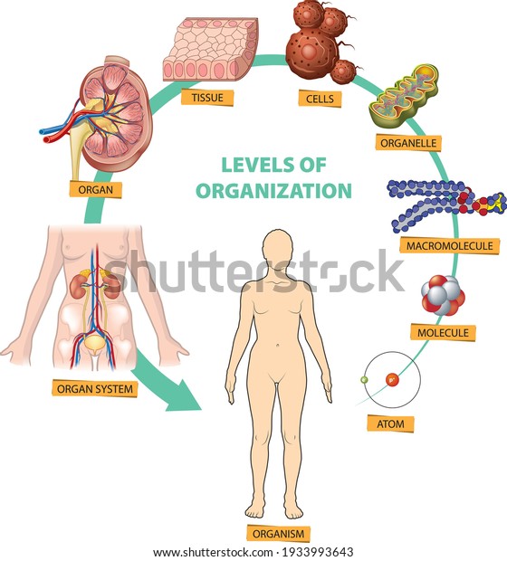 Illustration of the hierarchy of\
biological levels of organization - from atom to the\
organism.