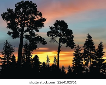 illustration with high dark tree in forest at sunset