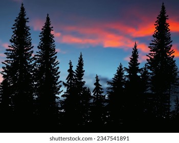 illustration with high dark tree in forest at sunset