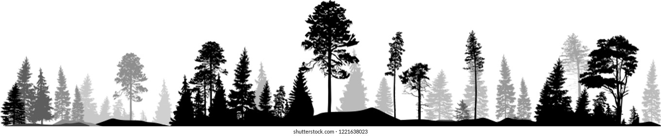 illustration with high pine in fir trees forest isolated on white background