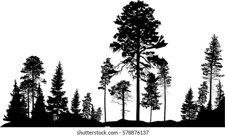 illustration with high pine in fir trees forest isolated on white background