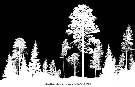 ilustración con pino alto en el bosque de abetos aislado en fondo negro