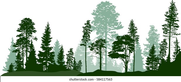 illustration with high pines in fir trees forest isolated on white background