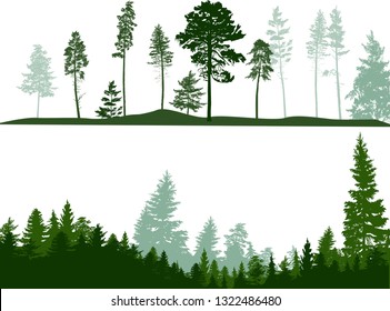 illustration with high pines trees isolated on white background