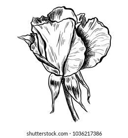 Illustration of highly detailed hand drawn rose isolated on white background. Vector