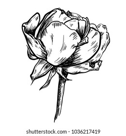 Illustration of highly detailed hand drawn rose isolated on white background. Vector