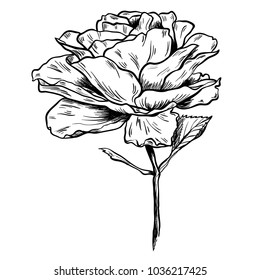 Illustration of highly detailed hand drawn rose isolated on white background. Vector
