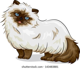 Illustration of Himalayan Cat