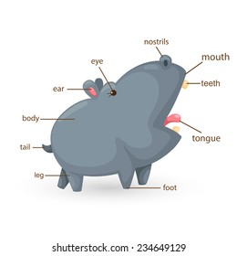illustration of hippo vocabulary part of body vector