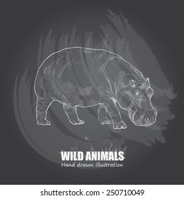illustration of hippopotamus. wild animals background.