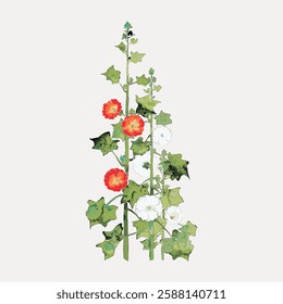 Illustration of hollyhock flowers with red and white blooms. Hollyhock flowers stand tall with vibrant red and white petals. Green leaves complement the hollyhock flowers. Vintage botanical vector.