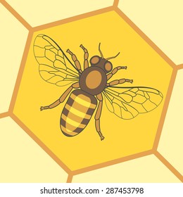 Illustration of the honey bee insect icon