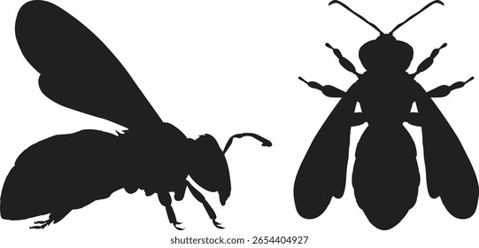 Illustration of Honey Bee in in silhouette Style. Detailed Insect Illustration.