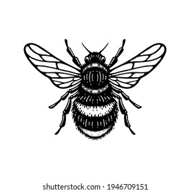 illustration d'abeille au miel dans un style doodle design vintage