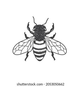 Illustration Honey Bee Vector Art Stock Vector (Royalty Free ...