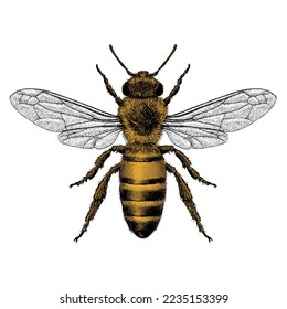 Illustration of a honey bee in a vintage style. The yellow is isolated on a seperate layer for easy of editing.