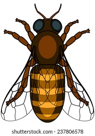 Illustration of the honeybee insect icon