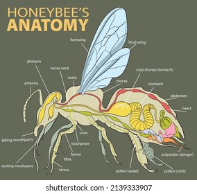 Illustration Of Honeybee's Anatomy - Vector