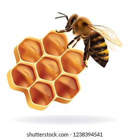 illustration honeycomb, vector