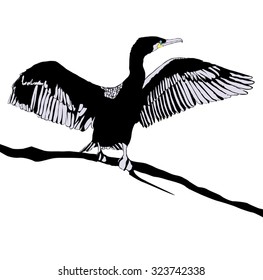 Illustration of Hop off Cormorant Over White Background