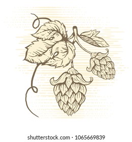 Illustration of hops for brewing. 
