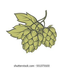 illustration of hops for brewing