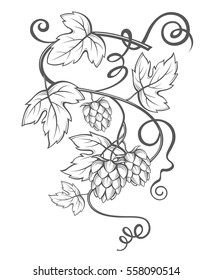 illustration of hops for brewing