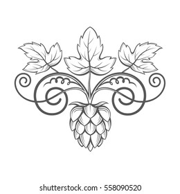illustration of hops for brewing